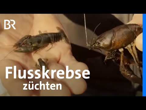 Edelkrebse aus Oberfranken: Genuss für Teichbesitzer und Feinschmecker