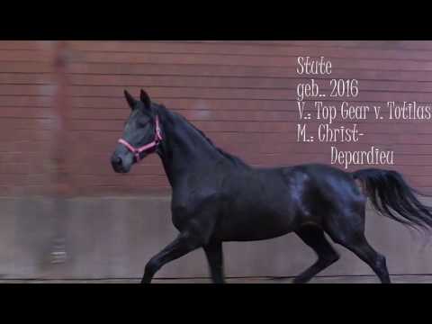 Super tolle Stute von Top Gear/ Totilas- Christ -Depardieu