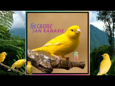 Helkore - Jan Kanarie