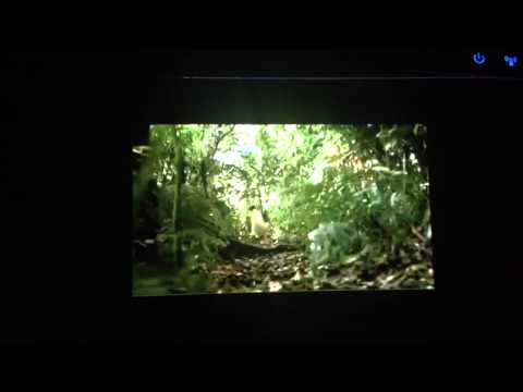 Benedict Cumberbatch STILL can't say 'penguins'