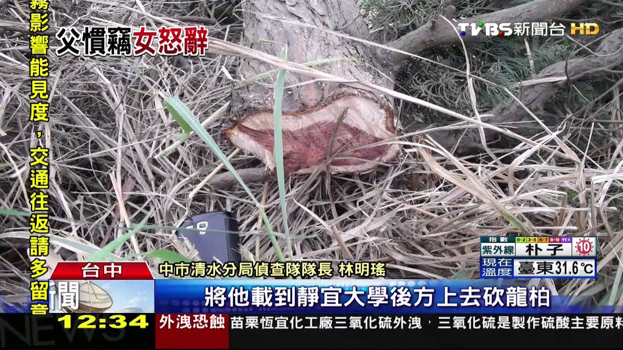 盜伐「味丹」百萬龍柏 租小黃載運賤賣