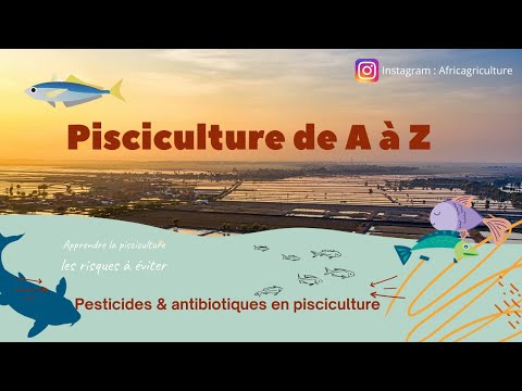 , title : 'Le business en Afrique :  La pisciculture de A à Z,  création d'un bassin piscicole, vente au marché'