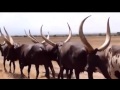 Sapi Dengan Tanduk Terbesar Dan Terpanjang Di Dunia