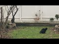 HUGE CAT Mating With Kitten Feline DisConnected Backup Animal Shorts