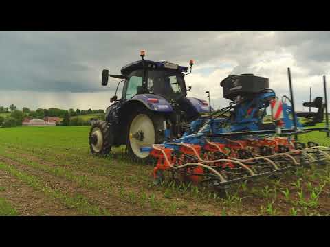 Reduzierter Pflanzenschutz durch Untersaaten im Mais