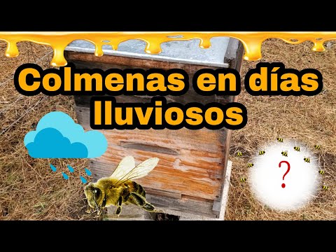 Como es una colmena en días lluviosos | APICULTURA