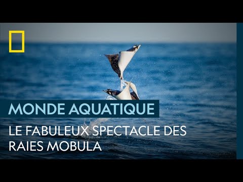 Des raies Mobula volant au dessus de l'eau en images