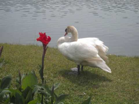 Nin Ma Shi Tae' Ae Khar- Yatha