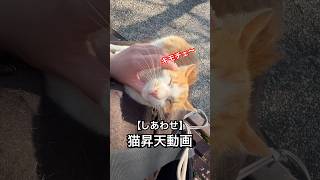 【しあわせ】猫が気持ちよくなっているだけの動画 | #cat #catshorts #istanbul #猫のいる暮らし #猫 #shorts #猫動画 #かわいい #トルコ #travel