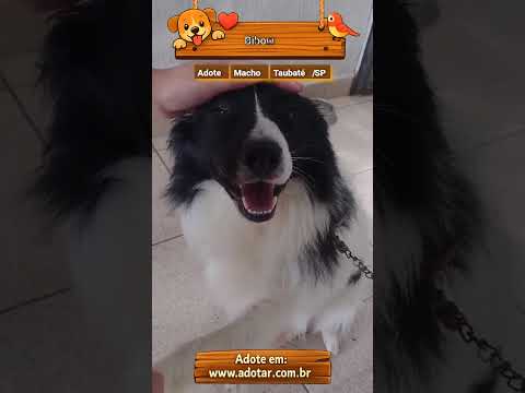 Vídeo de Bibow