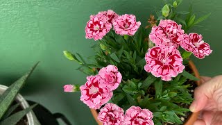 Karanfil Bakımı Nasıl Yapılır? #Dianthus #bodurkaranfil