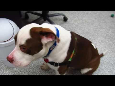 Rascal, an adopted Saint Bernard & Pit Bull Terrier Mix in Hood River, OR_image-1