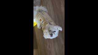 Video preview image #1 Bichon Frise Puppy For Sale in Seattle, WA, USA