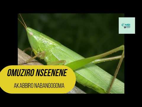 OMUZIRO NSEENENE - ABEDDIRA ENSEENENE