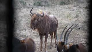 Bowhunting a Golden Wildebeest - African Bowhunting Adventures
