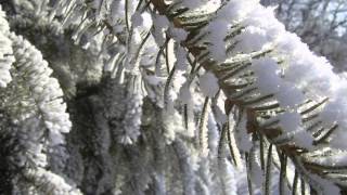 Oh Christmas Tree (Panflute)