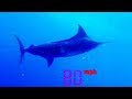 Black Marlin The Fastest Fish On The Planet Ultimate Killers BBC Earth