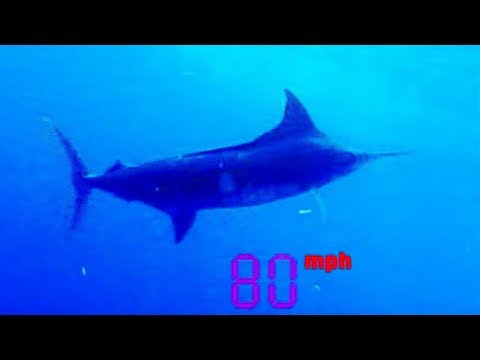 download lagu mp3 mp4 Is Marlin A Fish, download lagu Is Marlin A Fish gratis, unduh video klip Is Marlin A Fish