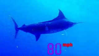 Black Marlin: The Fastest Fish on the Planet  | Ultimate Killers | BBC Earth