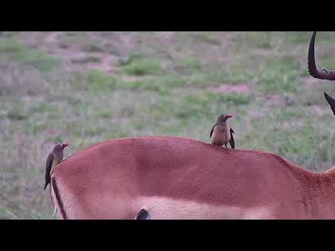 Djuma: Impala ram with Oxpeckers on it - 17:14 - 11/13/21