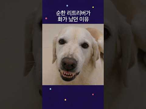 착한 리트리버가 화가 났던 이유..