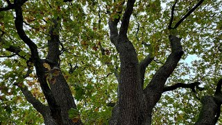 Meditation Monday – Connecting to your Roots of Light.