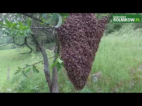 , title : '"Z kamerą w pasiece" Jak złapać rój pszczół?'