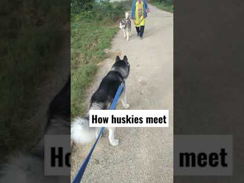 Cute Siberian husky meets big wolf dog  #viral #shorts