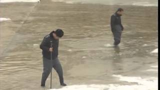 Swans fooled by warm winter