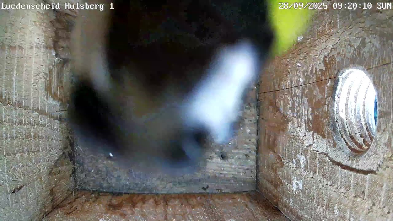 Die Gaga-Kohlmeise bearbeitet die Kamera | 28.09.2025