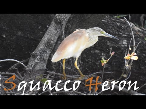 Volavka vlasatá (Ardeola ralloides) — hlas a videodokument