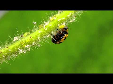 14-spotted lady beetle vs. soybean aphid