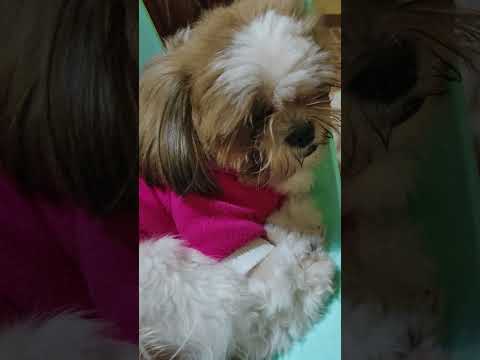 please subscribe.                                   #dog #puppy #happydog #pets  #doglover  #cute