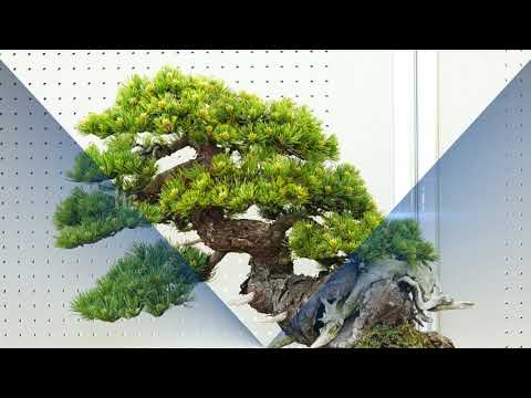 Japan Bonsai Exhibition 2023 part 30