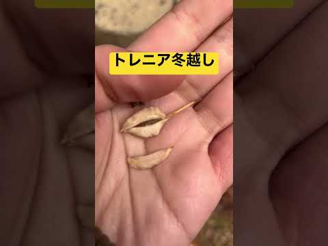 ジプラデニアは冬にいつ持ち込むべきですか?花を寒さから守るためのヒント  庭園