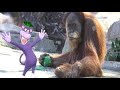 Baby Genius Songs Baby Orangutans