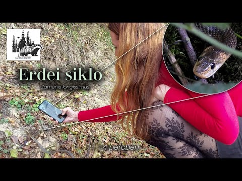 Erdei sikló