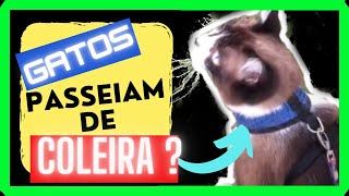  COLEIRA em Gato Para {Passear} ? / Isto  Possvel ?