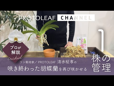 花が終わった蘭の世話はどうすればよいですか？茎をどこで切り、再び花を咲かせるにはどうすればよいですか？  庭園