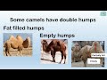 Adaptations of a Camel