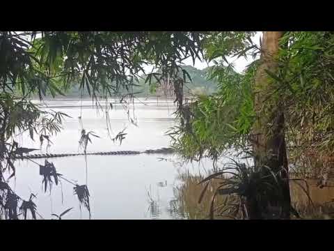 Segundo amigos este jacaré Açu foi visto no rio Mucajaí em Roraima 