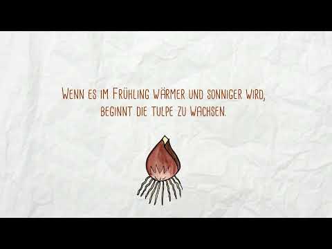 Der Kreislauf der Tulpe (Vorschau)