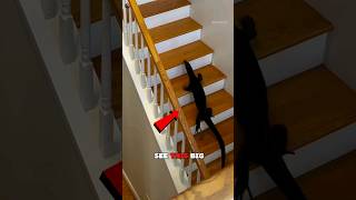 Run If You See This In Your House😨