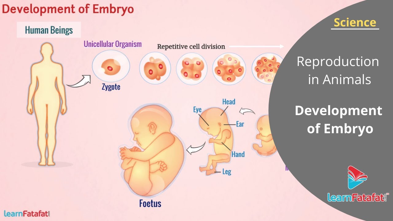 Reproduction In Animals Class 8 Science - Development of Embryo in Human