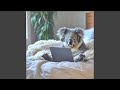 Streetlight Solitude