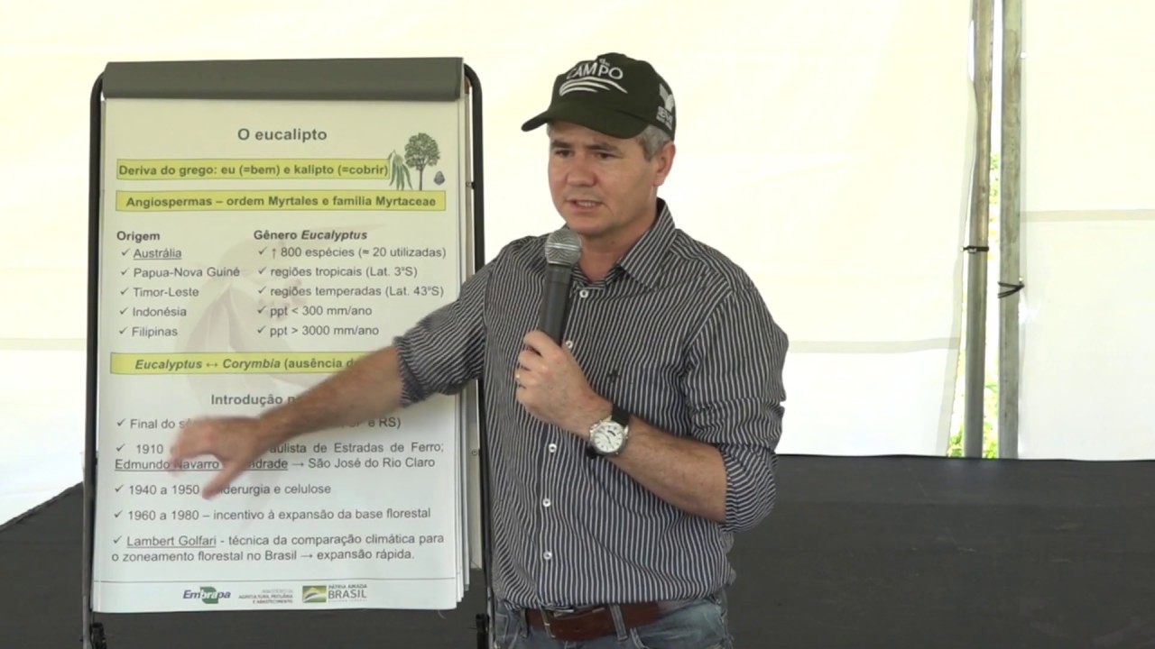 Produção de energia a partir do eucalipto