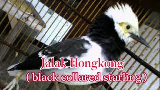 Download lagu masteran tajam jernih suara tajam terbaik burung jalak hongkong mp3