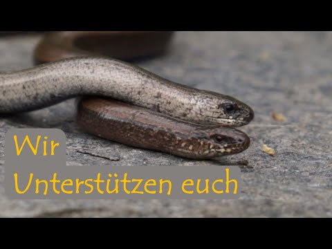Wir unterstützen euch - Lebensräume für die Schlingnatter schaffen | mit Martin Maschka