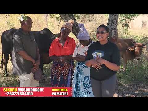 Pari kudiwa mombe kuti sekuru vasunungure muroyi akabatwa red handed hameno kuti zvichapera sei?