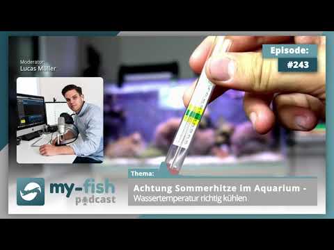 my-fish.org - Achtung Sommerhitze 🌞 im Aquarium - Wassertemperatur 🌡️ richtig kühlen ❄️